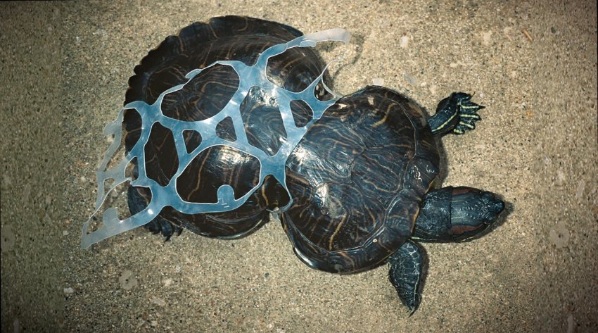 sea-turtle-plastic-pollution